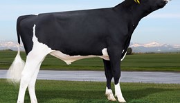 Breaking News peaks among young Holstein sires